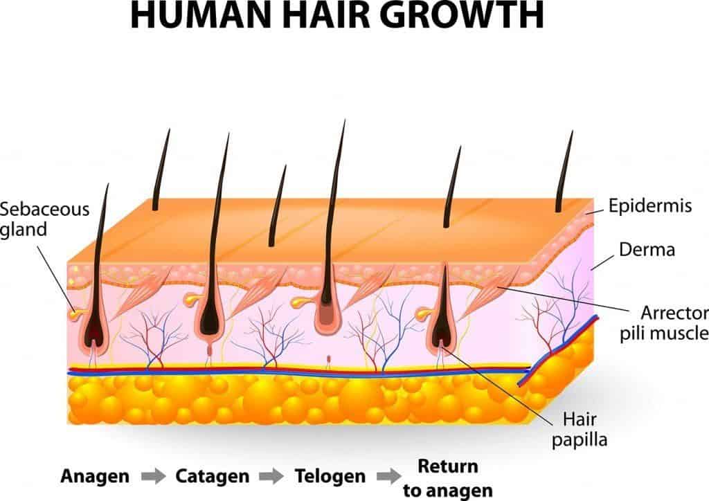 Human hair growth