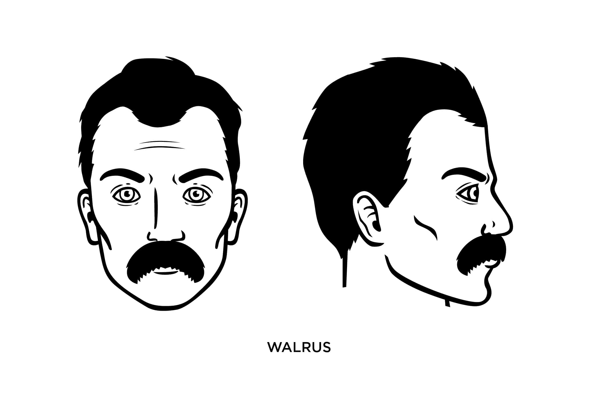 Walrus mustache